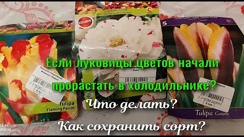 Что делать, если луковицы цветов начали прорастать?