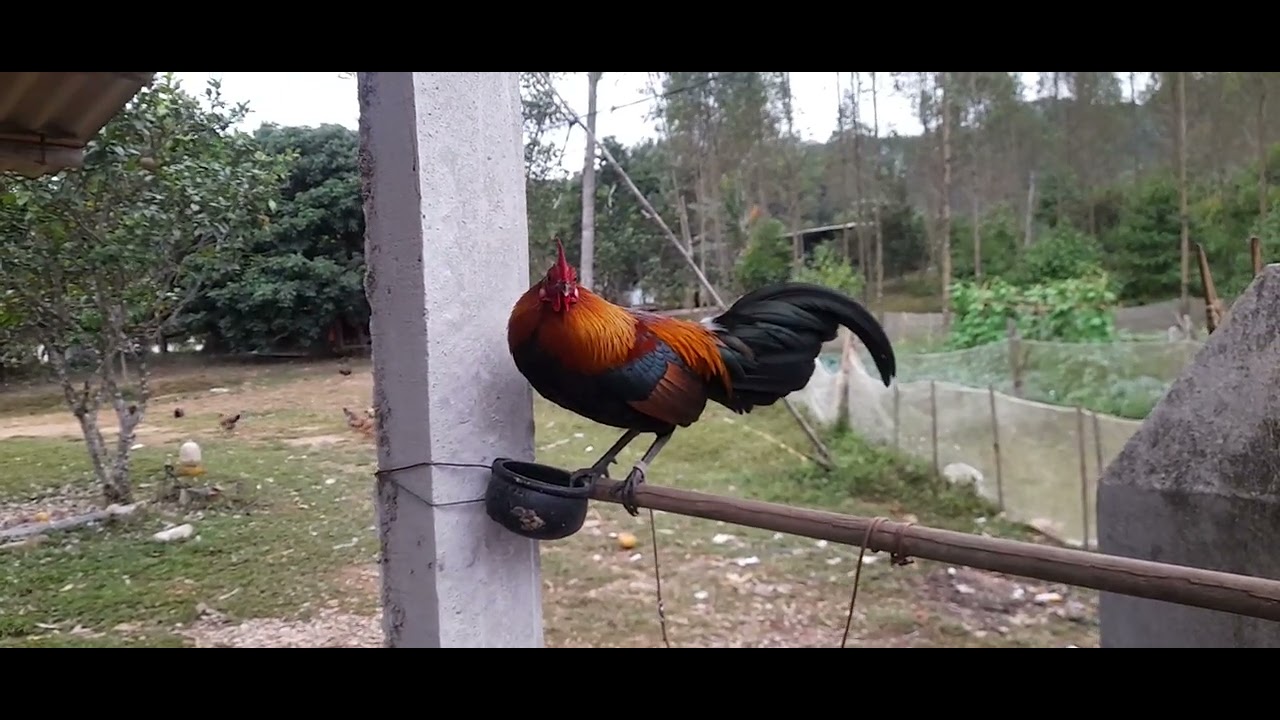 Gà rừng tơ phom giáng chuẩn cho anh em chơi cảnh mồi 2026. Anh em cần kết nối zalo. Sdt.0968132392