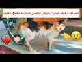 مساعدة قطه المزرعه صارت هيكل عظمي 😢💔 وعلاج الجروح والحشرات / Mohamed Vlog
