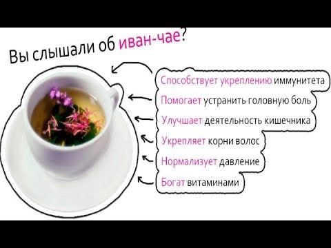 Иван чай — польза и вред РАЗВЕИВАЕМ МИФЫ