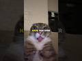Your Cat Is Watching You More Than You Think