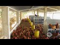 Fumigación en galpones de gallinas