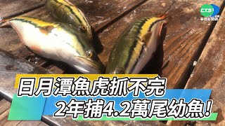 日月潭魚虎抓不完2年捕4.2萬尾幼魚!｜華視新聞20211101 