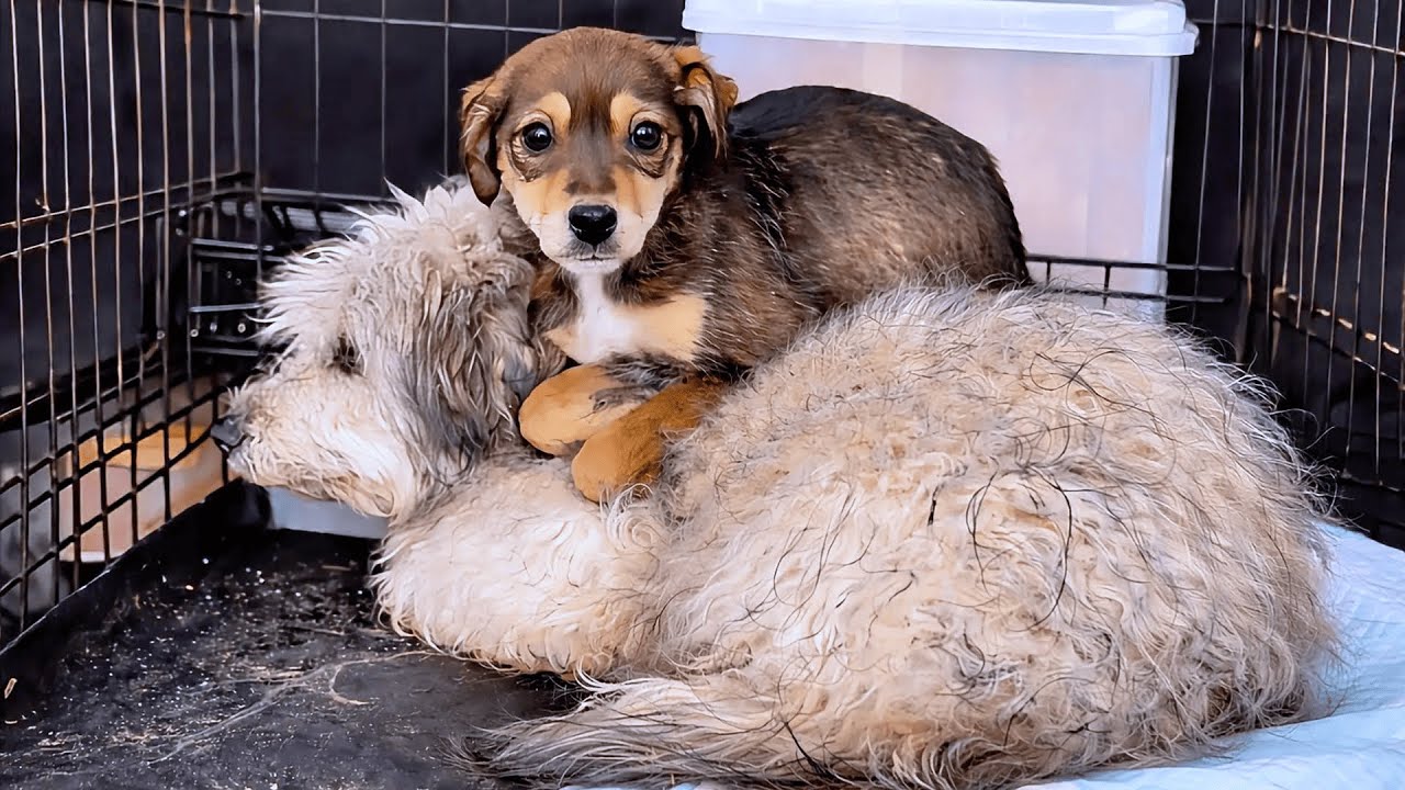 Two Tiny Souls Left on the Roadside — This Is Their Story 