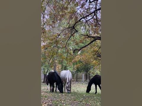 Волгоград.Пойма.Ерик Верблюд. - YouTube