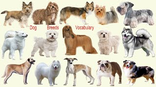 Dog Breed Vocabulary | Learn English with Pictures | Necessary Vocabulary Tutorial