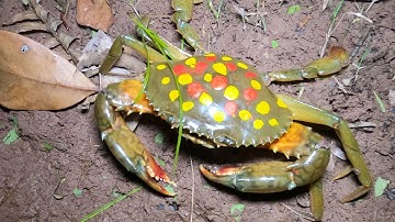 Thảo Cady đi tắm biển giải cứu các con vật, con cua, con ghẹ, con mực, con tôm, con cá biển.