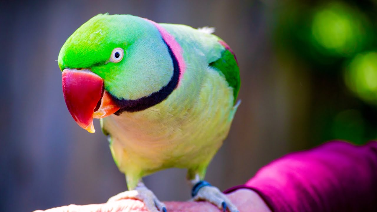 TOP Beautiful Birds In The World HD VIDEO With Relaxing