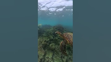 Thumbnail of Amazing Turtle😘😘😘