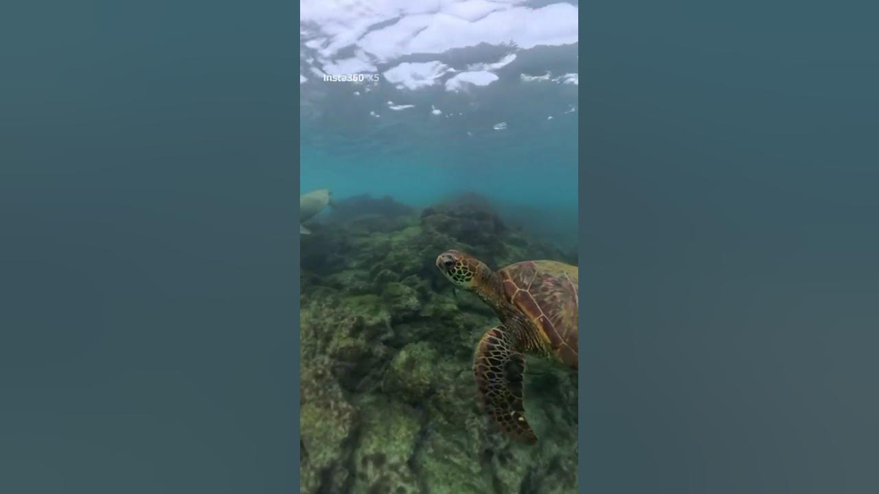 Amazing Turtle😘😘😘