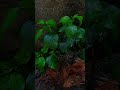 Rain | Sleep | Relaxation🌧 #ambience #weather #rain #australia #blackscreenstatus #rainyday #raining