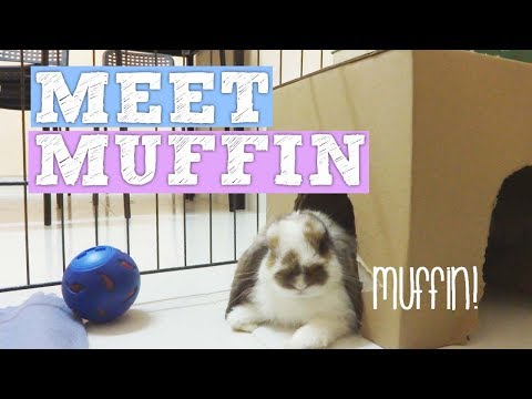 Meet Muffin! - Arnab comel holland lop