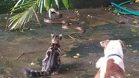 An Unexpected Guest -  Snake | Curious Cat and Dog trying to chase the snake away