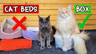 Cat Stuff vs Human Stuff! | What do Maine Coons Like Most?