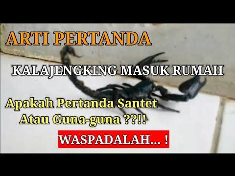 Video: Bisakah kalajengking kembali?