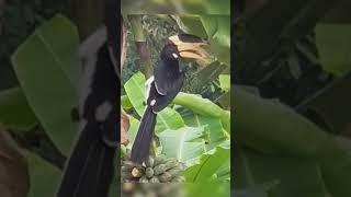 Malabar pied hornbill | Eating banana by large beak on banana tree