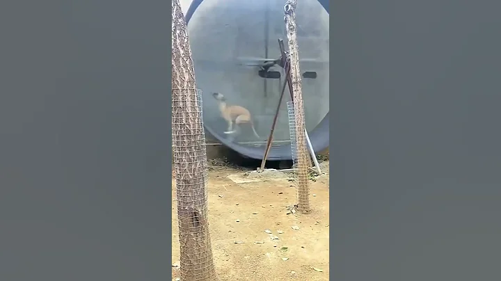 The greyhound is the fastest dog breed in the world, capable of reaching a top speed of 70 km/h