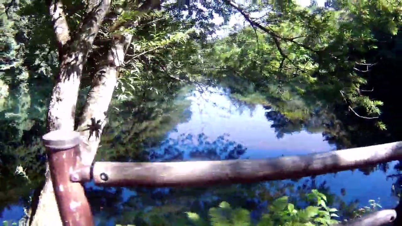 軽井沢[1]「雲場池」](2025-08-19・長野県軽井沢町)