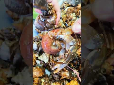 Hermit crabs at