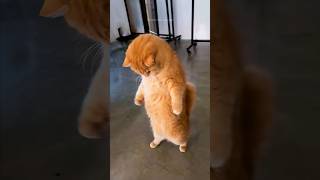 funny cats  episode 259 #shorts
