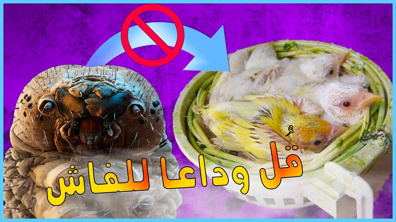 اقضي على الفاش بهذه الحيلة البسيطة !