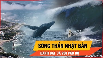 Động đất Nga, sóng thần Nhật Bản- Cận cảnh đàn cá voi bị sóng đánh dạt bờ  | Thời sự