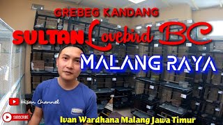 KANDANGNYA SULTAN LOVEBIRD KWALITAS BC-IVAN WARDHANA-MALANG