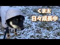 柴犬くま太　大好きなイタズラと嫌いなレインコート