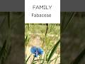 Fabaceae - The Legume family | Family Fabaceae description #botany #floweringplants #ytshorts