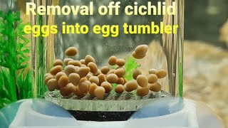 How to successfully strip cichlid eggs and put in egg tumbler.
