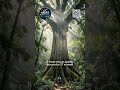 Наука на этой неделе: комары, плутоний и гигантское дерево