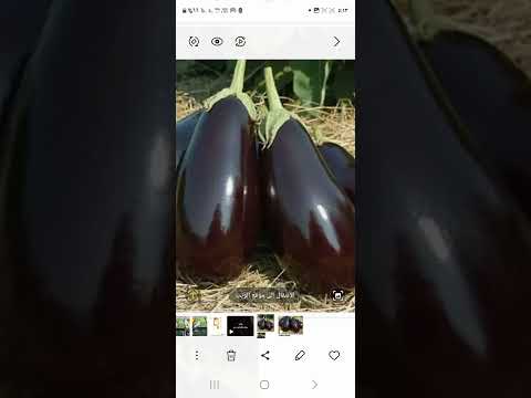 نسبة الكيماوي في الباذنجان باذنجان طبخ وصفات سموم احذروا