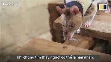 Huấn luyện chuột tham gia cứu hộ | Kênh Động vật