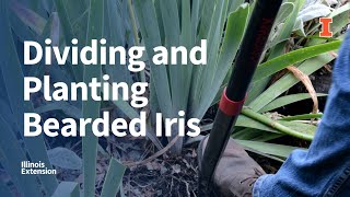 Dividing and Planting Bearded Iris