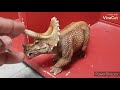 Dino Vines Friends Short: The Baby Triceratops!