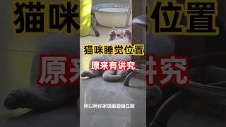 你家的财位在哪里？原来就是猫咪🐱经常睡觉的地方！ #宠物科普 #cat #pets #萌寵 #貓咪 #貓咪日常 #cute #猫猫睡哪里 #猫咪睡觉#猫咪爱睡觉 #宠物睡姿大赏#猫咪睡姿