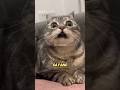 "Fakta unik kucing bagian3😺" #cat #shorts #faktakucing