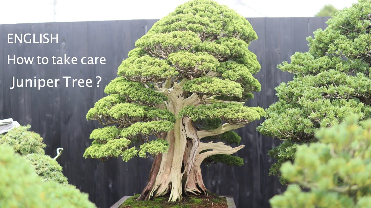 [english] How to take care Juniper Bonsai Tree ? 