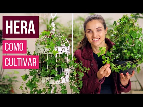 Vídeo: Cuidados com hera variegada - dicas para cultivar uma planta de hera variegada saudável