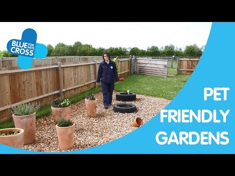 Video: Vytvoření zahrady vhodné pro psy – zahradnické know how