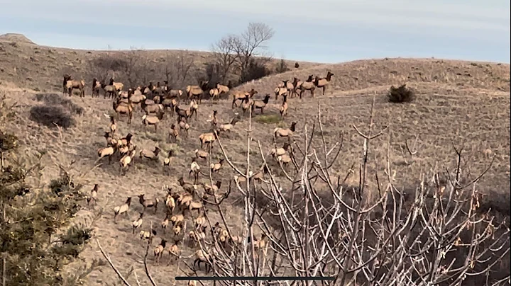 North Dakota Elk Hunt!!   Filling my dad’s cow elk tag!