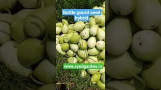 bottle gourd seed vegetable seed syedgarden