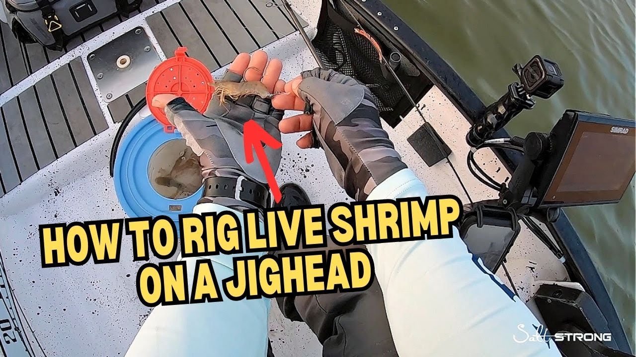 How To Rig Live Shrimp On A Jighead For Bridge Fishing 