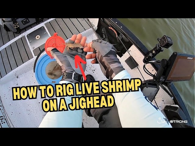 Rigging & Fishing LIVE SHRIMP For Beginners 