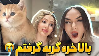 بالاخره گربه گرفتمآخرم اسمشو عوض كردم