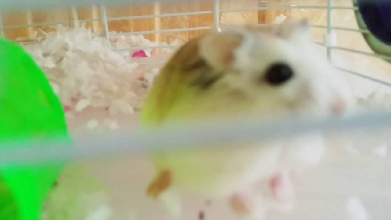 Feeding My Female Hamsters Mealworms