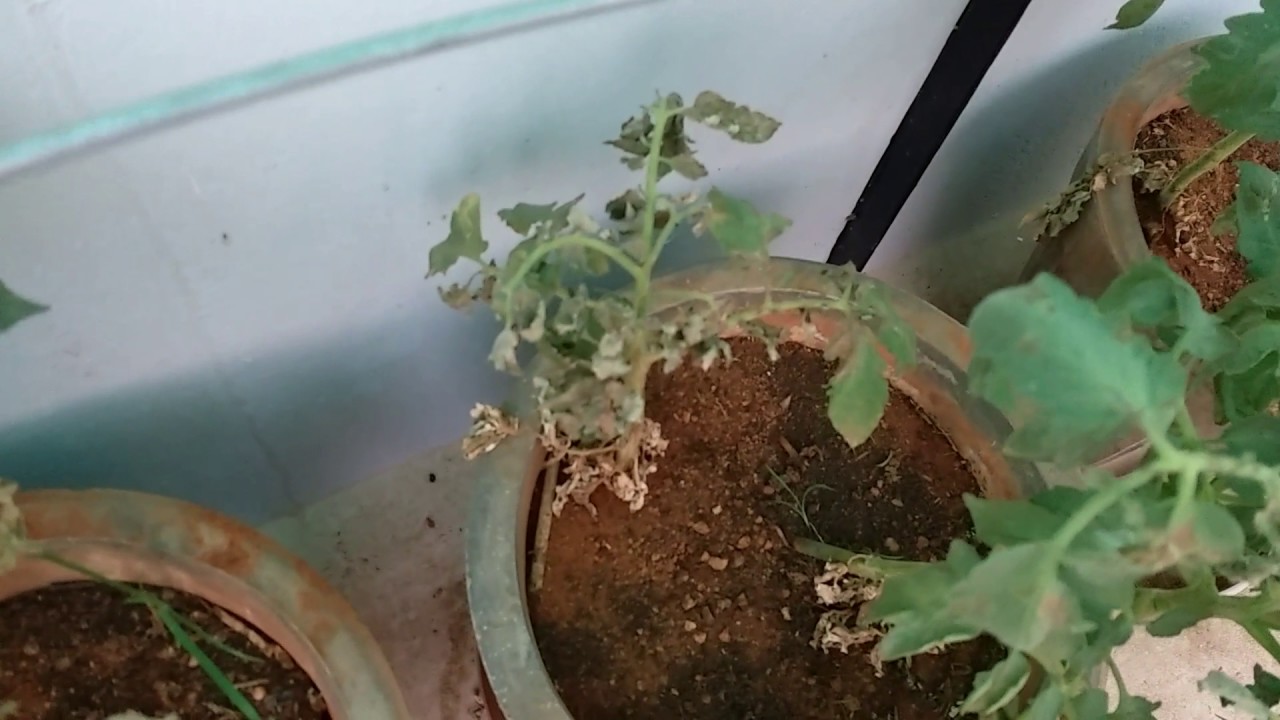 Hybrid Tomato plants diseased - YouTube