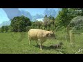 Madre vaca corre hacia el hombre para defender a su ternero recién nacido