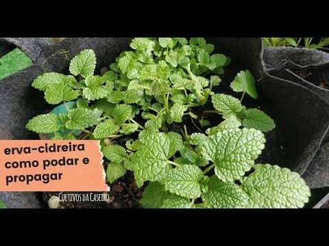 Vídeo: Como Fermentar Hortelã E Erva-cidreira Para O Inverno: Uma Maneira Interessante De Secar