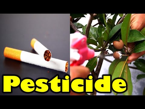 Video: Is tabakplante onwettig?